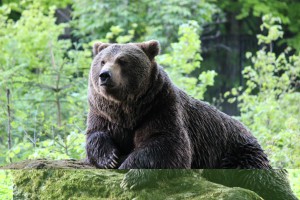 Braunbär Tierfreigelände Nationalpark Bayerischer Wald