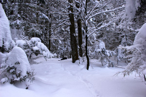 Winter Wandern Bayerischer Wald