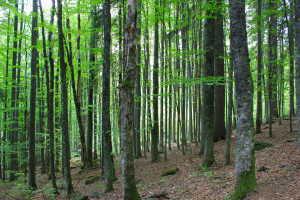 Wandern Bayerwald Nationalpark