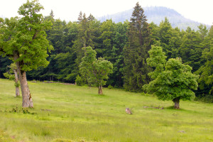 Schachtenwanderung Almschachten Bayerischer Wald