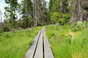 Wandern Bayerischer Wald Hochschachten