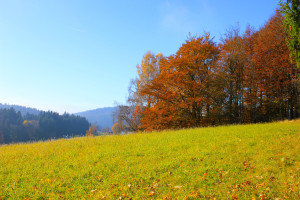 Bayerischer Wald Wandern Herbst