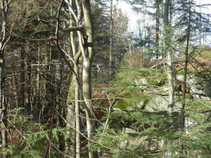 Wandern Schönbuchetfelsen