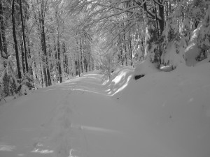 Schneeschuh Wandern im Bayerwald