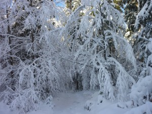 Bayerwald Schneeschuhwandern Winter