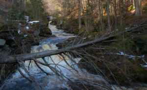 Waldwildnis Steinklamm Spiegelau