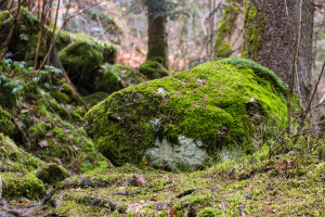 Buchberger Leite Wandern