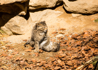 Junge Wildkatzen Nationalpark Bayerischer Wald