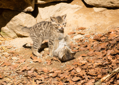 Wildkatzennachwuchs Bayerischer Wald