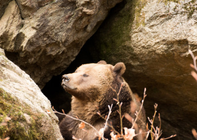 Braunbär Nationalpark Bayerischer Wald