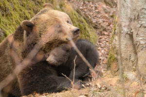 Nationalpark Bayerischer Wald Tierfreigelände Braunbären