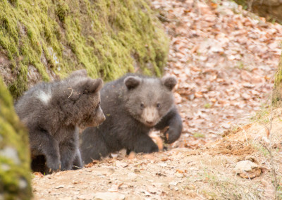Bärenbabys Nachwuchs Nationalpark Bayerischer Wald