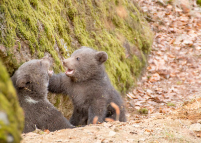 Braunbären Baby Nationalpark Bayerischer Wald