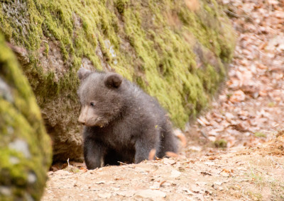 Bärenbaby Bayerischer Wald