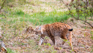 Luchs Nationalpark Bayerischer Wald Tierfreigelände