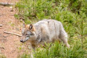 Wolf Tierfreigelände Nationalpark Bayerischer Wald