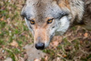 Wolf Nationalpark Bayerischer Wald