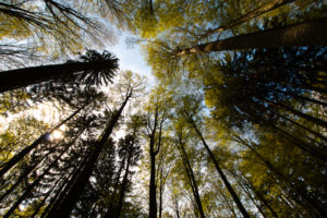 Wandern Nationalpark Bayerischer Wald