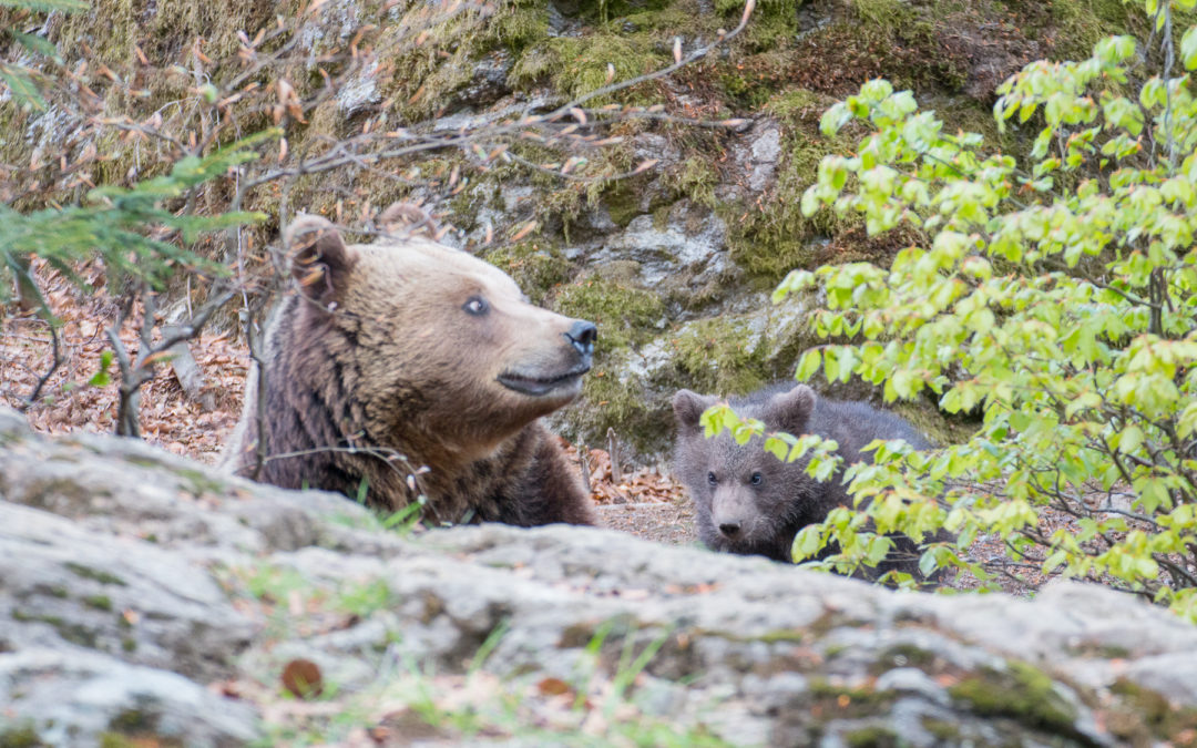 Kleine Eindrücke vom Bärennachwuchs