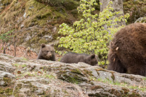 Bärenbabys Nationalpark Bayerischer Wald