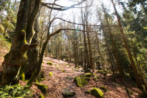 Kaitersberg Wandern Bayerischer Wald