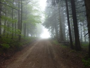 Lusen Bayerischer Wald Wandern Nationalpark