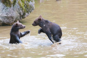 Braunbären Babys Bayerischer Wald