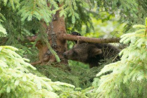 Braunbären Baby Nationalpark Bayerischer Wald