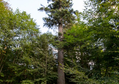 Hans Watzlik Nationalpark Bayerischer Wald