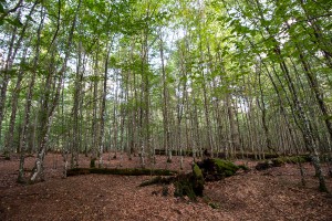 Wandern Urwaldsteig Nationalpark Bayerischer Wald