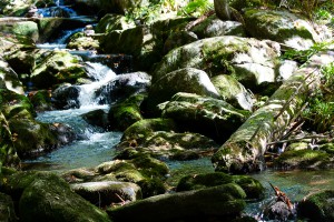 Kleine Ohe Waldhäuser Bayerischer Wald