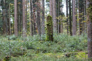 Bärenpfad Bayerischer Wald