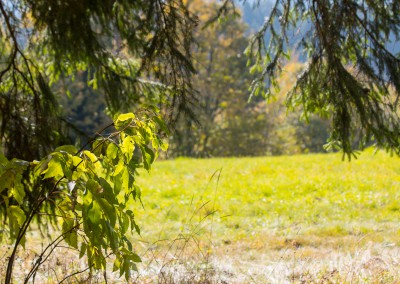 Bayerischer Wald Herbst