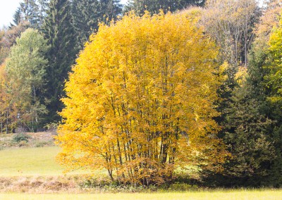 Bayerischer Wald Herbst Wandern