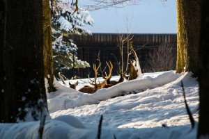 Tierfreigelände im Winter Bayerischer Wald