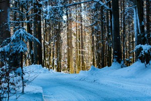 Tierfreigelände Nationalpark Bayerischer Wald im Winter