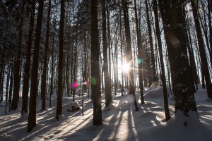 Bayerischer Wald Winterwald