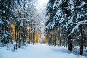 Winterwandern Bayerischer Wald