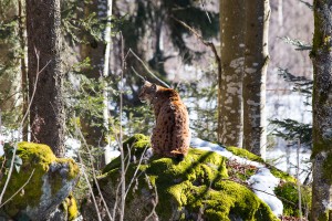 Luchs Nationalparkzentrum Lusen Bayerischer Wald