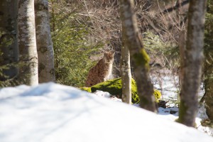 Luchs Bayerischer Wald Nationalpark