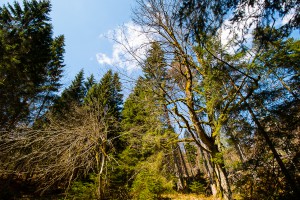 Steinklamm Bayerischer Wald
