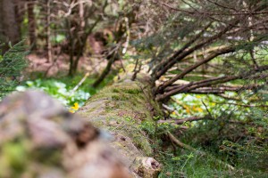 Waldwildnis im Nationalpark Bayerischer Wald