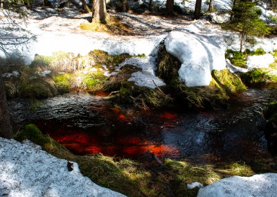 Waldhüttenbach Nationalpark Bayerischer Wald