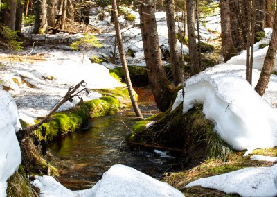 Frühlingswanderung Bayerischer Wald Nationalpark