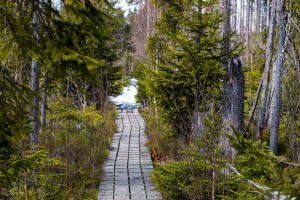 Klosterfilz Wandern Bayerwald