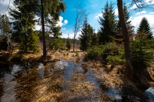 Klosterfilz Nationalpark Bayerischer Wald