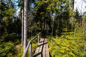 Wandern Klosterfilz Bayerischer Wald Nationalpark