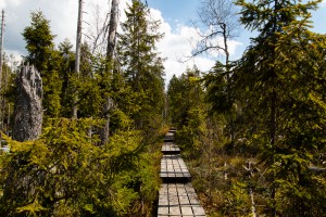 Klosterfilz Nationalpark Bayerischer Wald