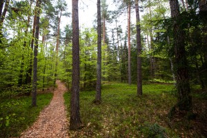 Wandern im Bayerischen Wald