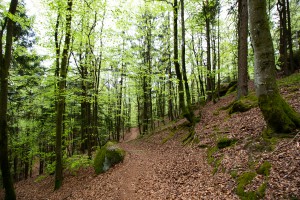 Wandern Wackelstein Bayerischer Wald